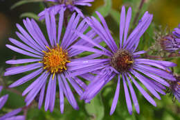 Image of Michaelmas daisy