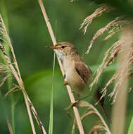 Image of Marsh Warbler