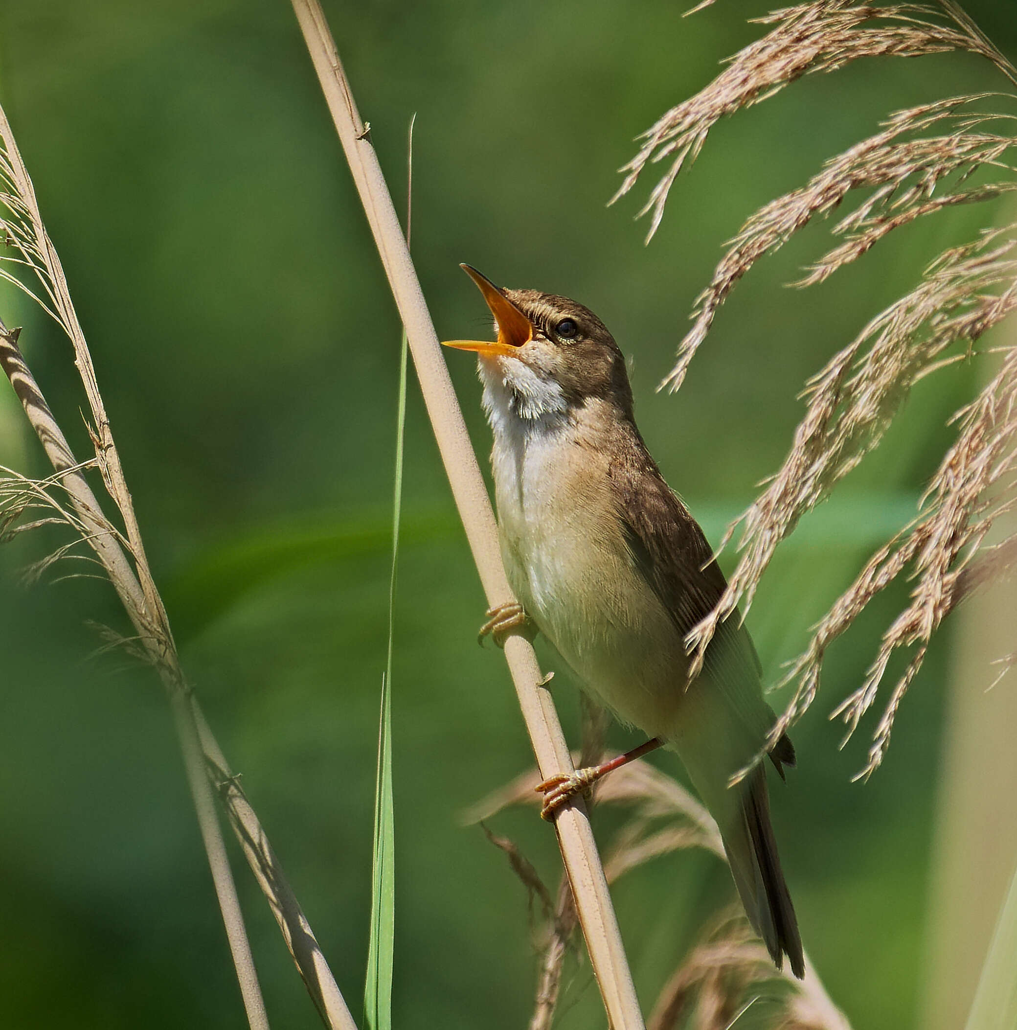 Image of Marsh Warbler
