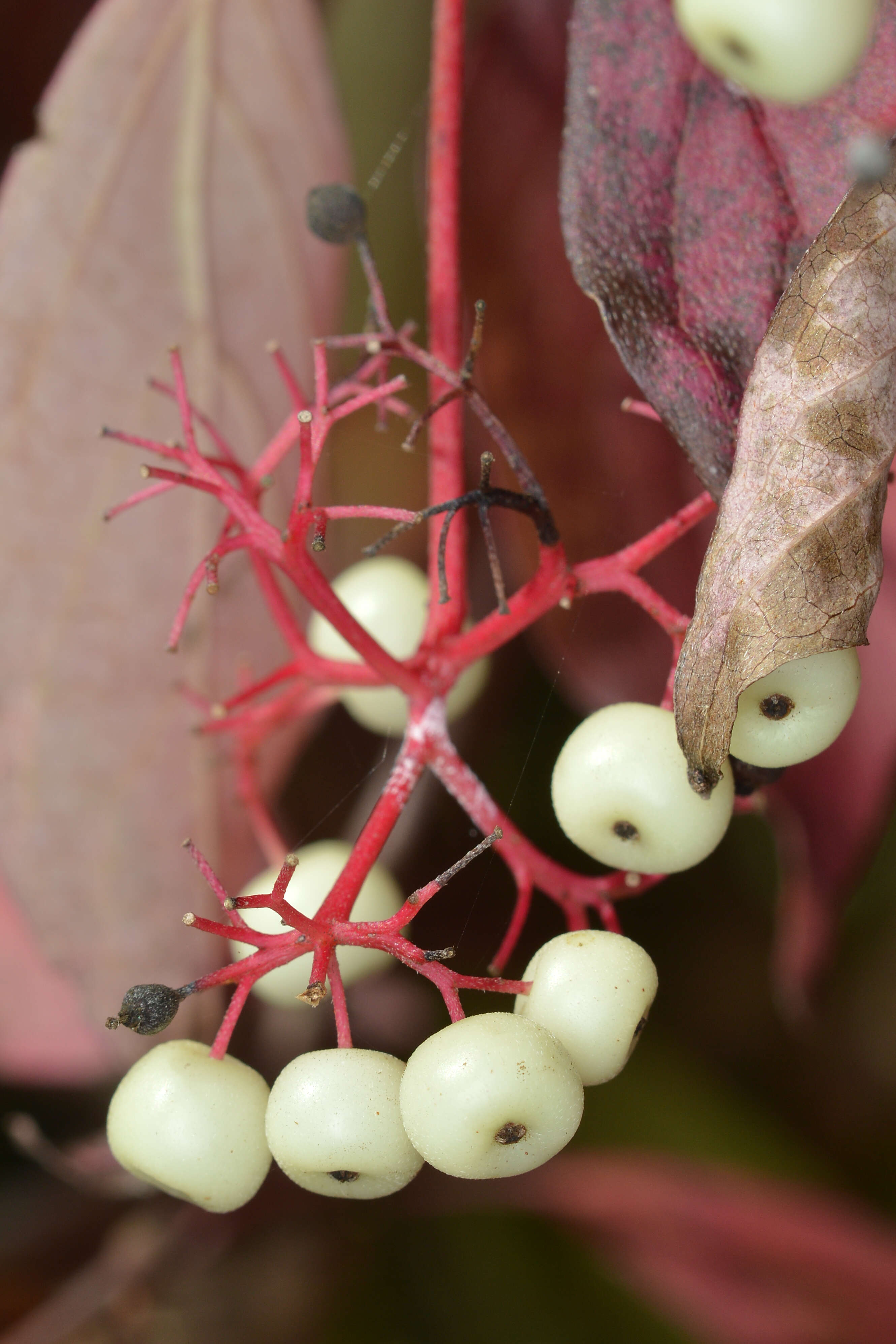 Image of Gray Dogwood