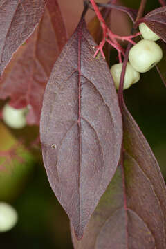 Image of Gray Dogwood