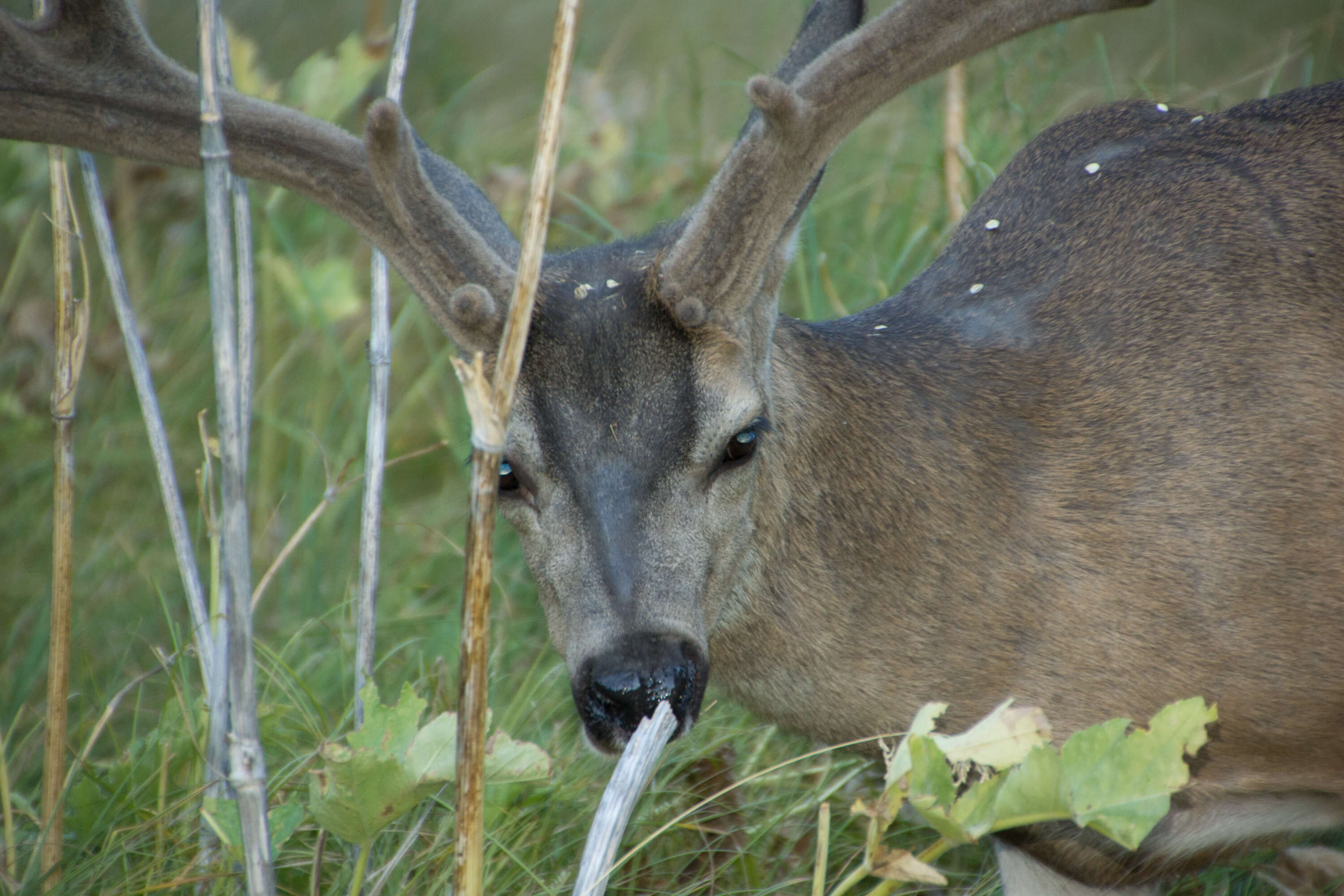 Image of Odocoileus hemionus californicus (Caton 1876)