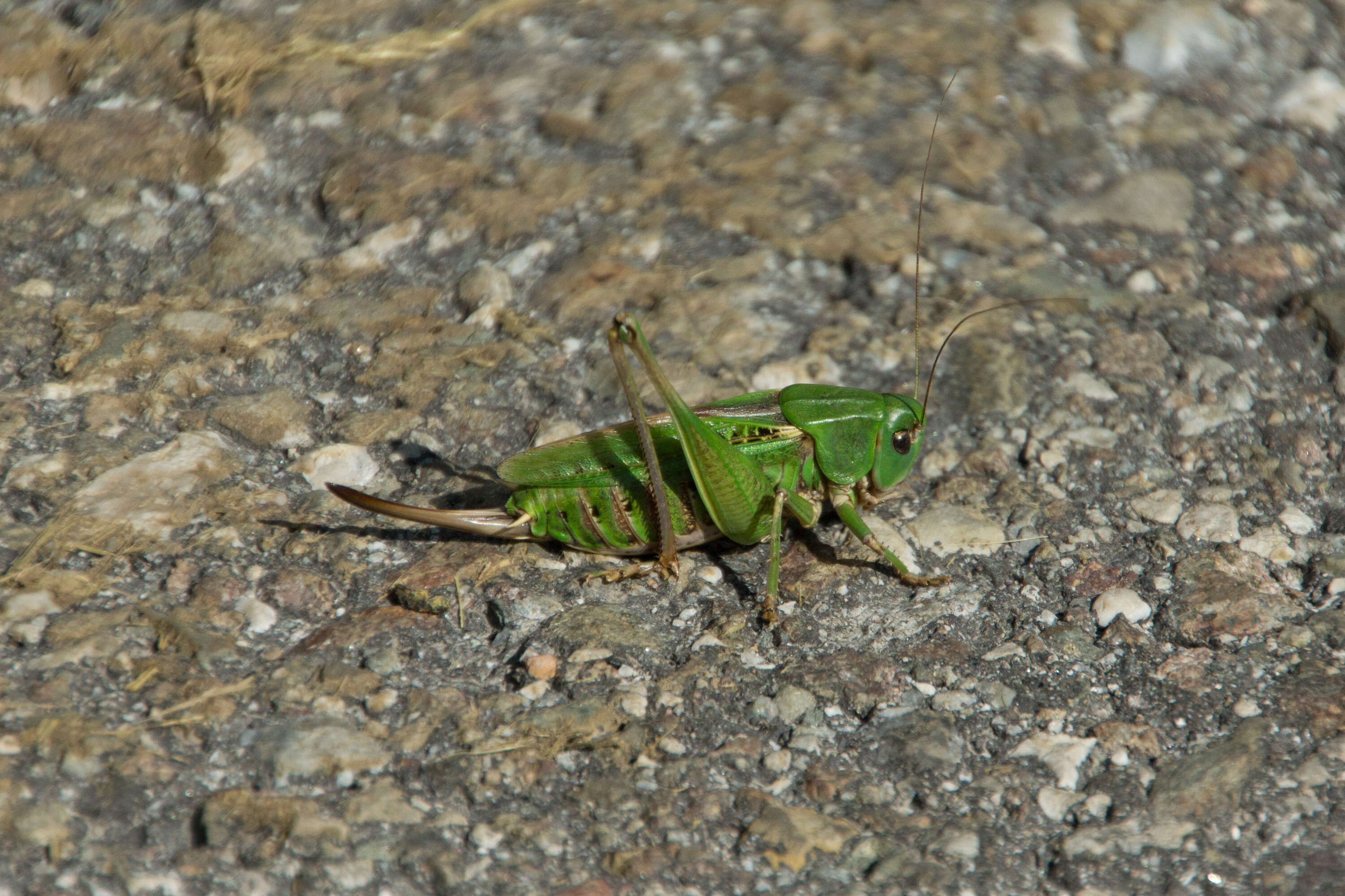 Image of Great green bushcricket