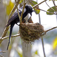 Image of Crested Drongo