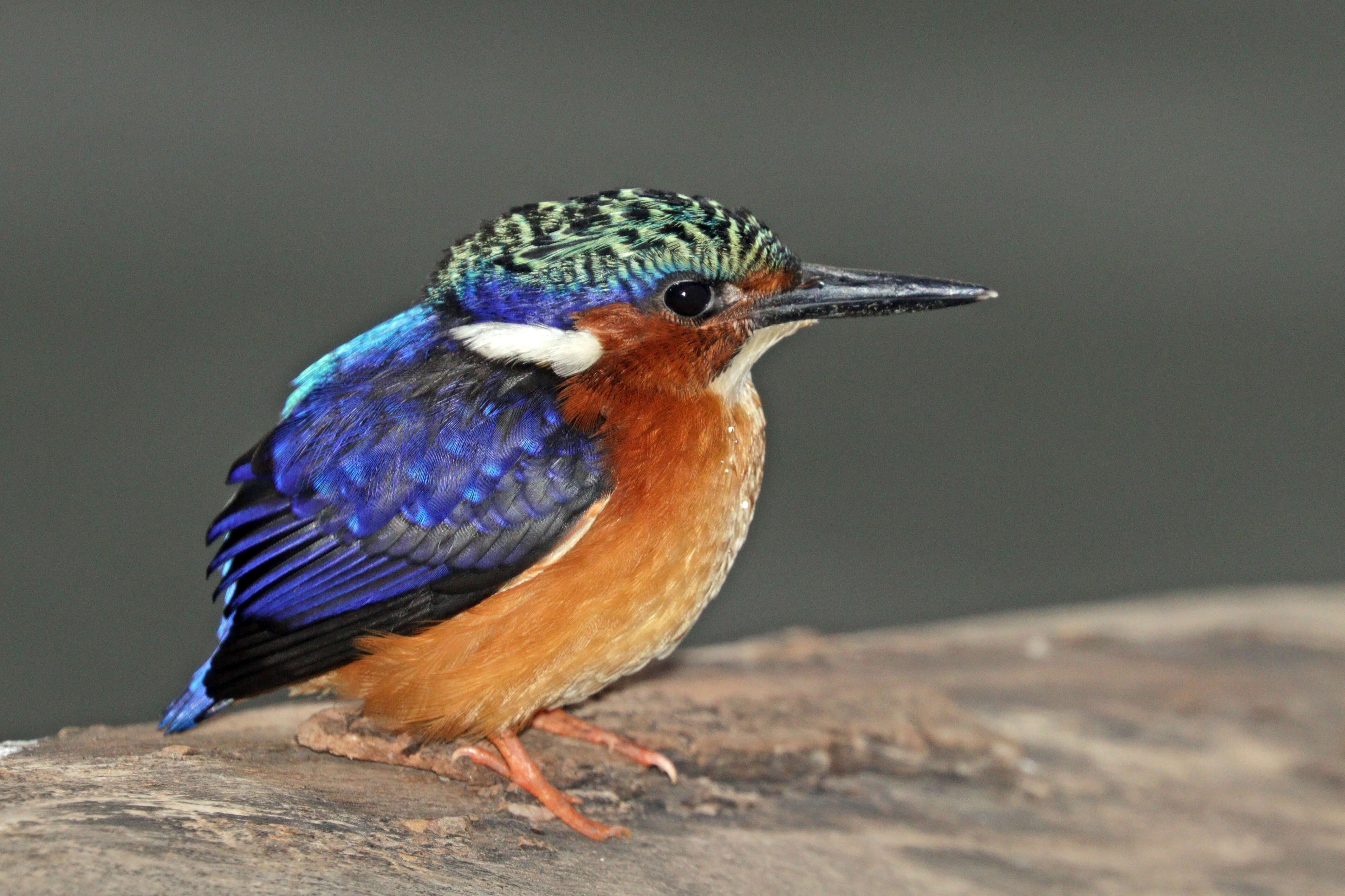 Image of Madagascar Kingfisher