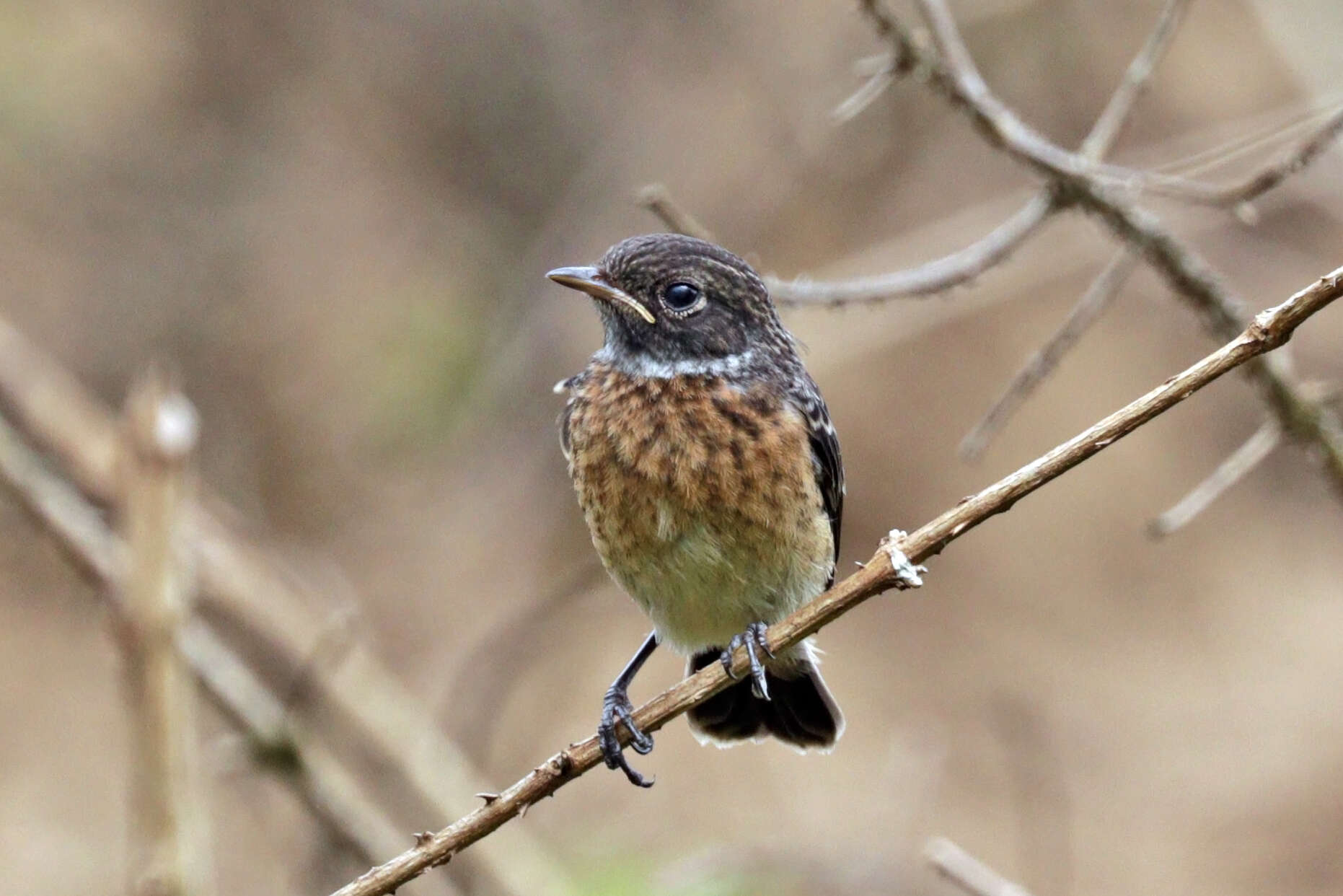 Saxicola sibilla (Linnaeus 1766) resmi