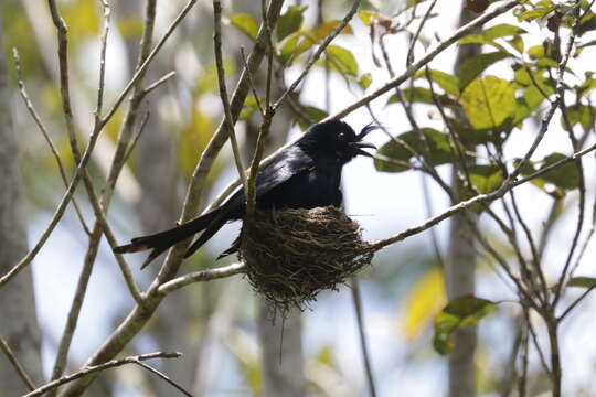 Image of Crested Drongo