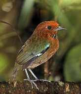 Image of Crossley's Ground Roller