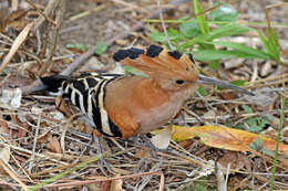 صورة Upupa marginata Cabanis & Heine 1860