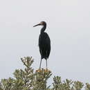 Image of Dimorphic Egret