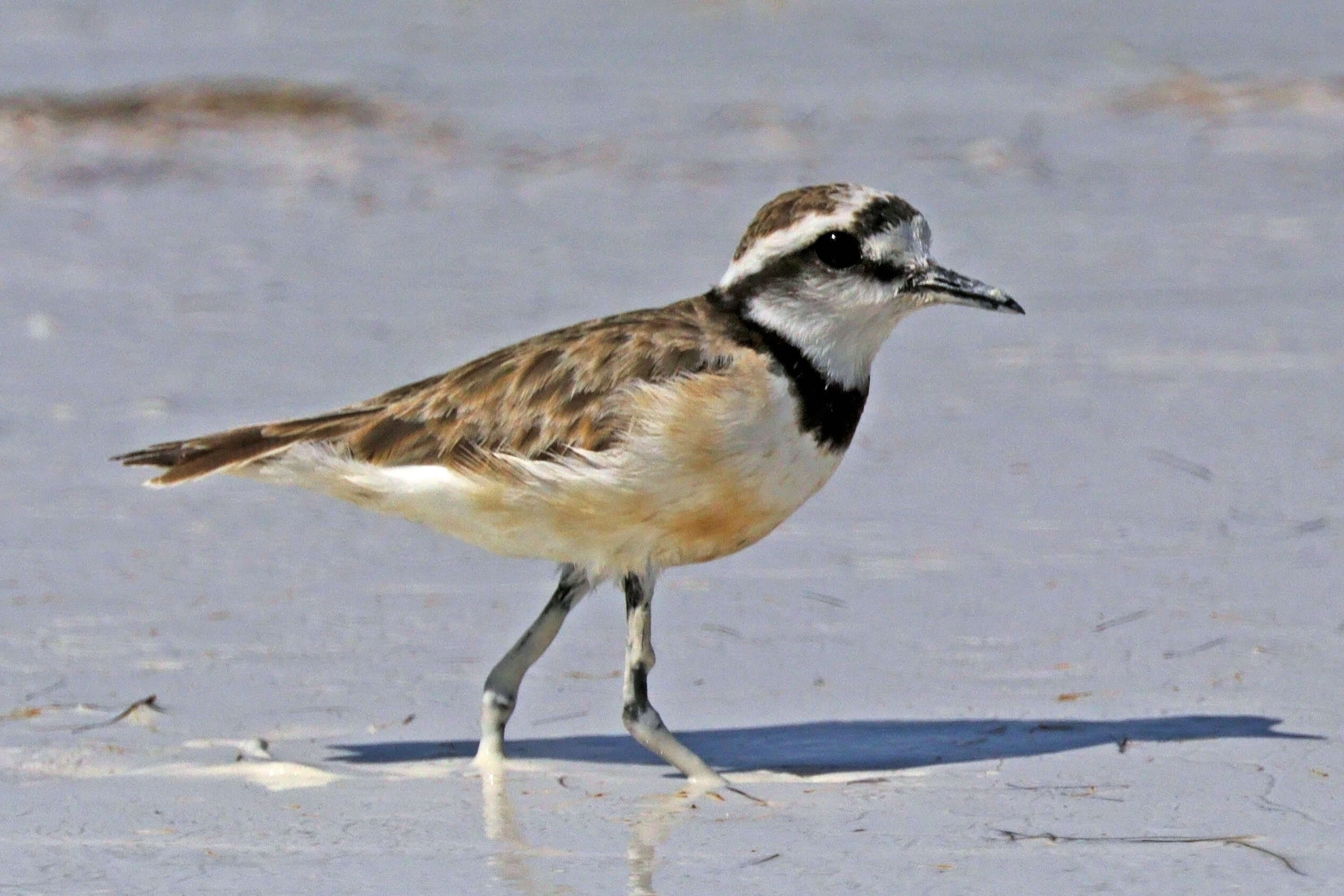 Charadrius thoracicus (Richmond 1896) resmi