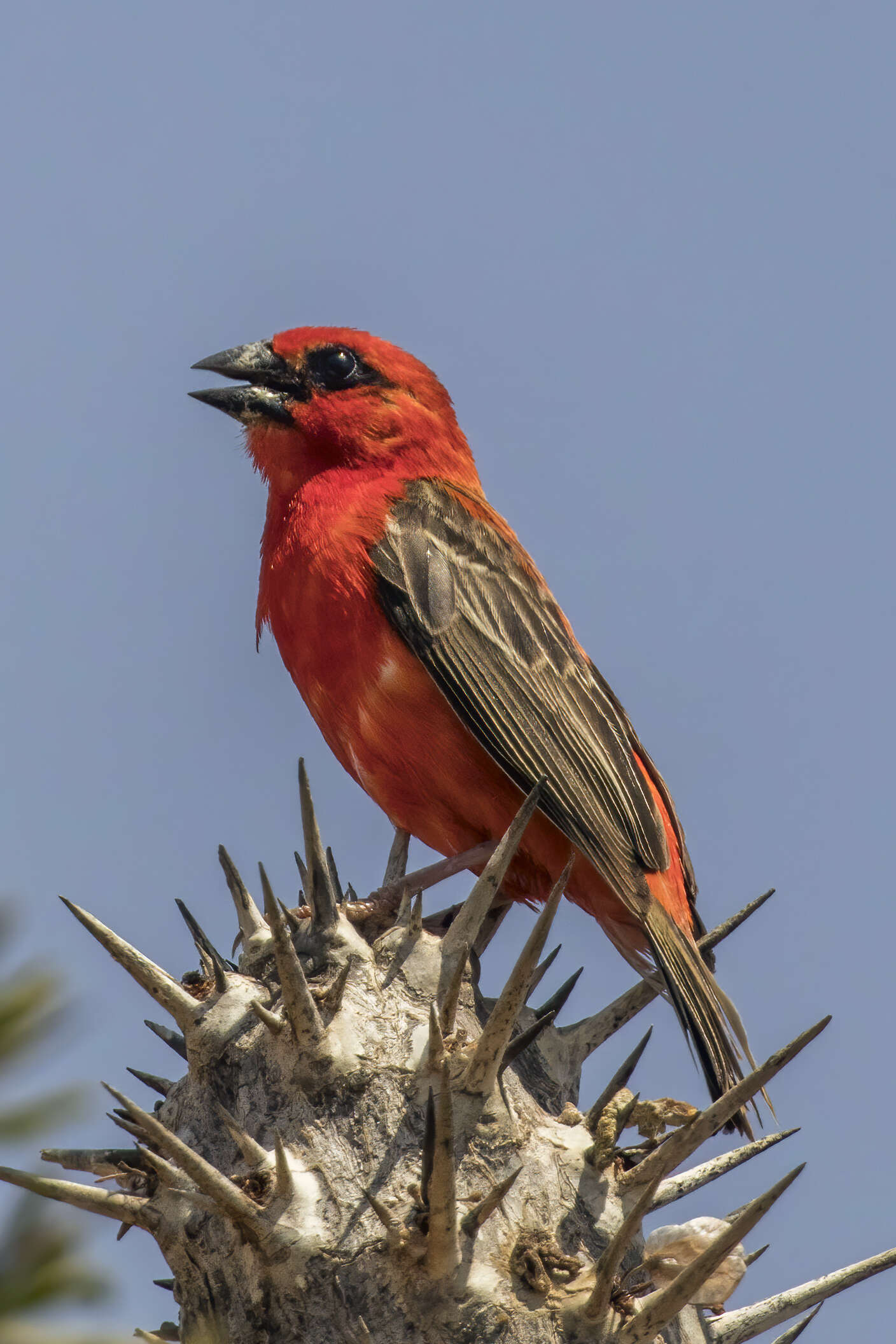 Image of Madagascar Red Fody