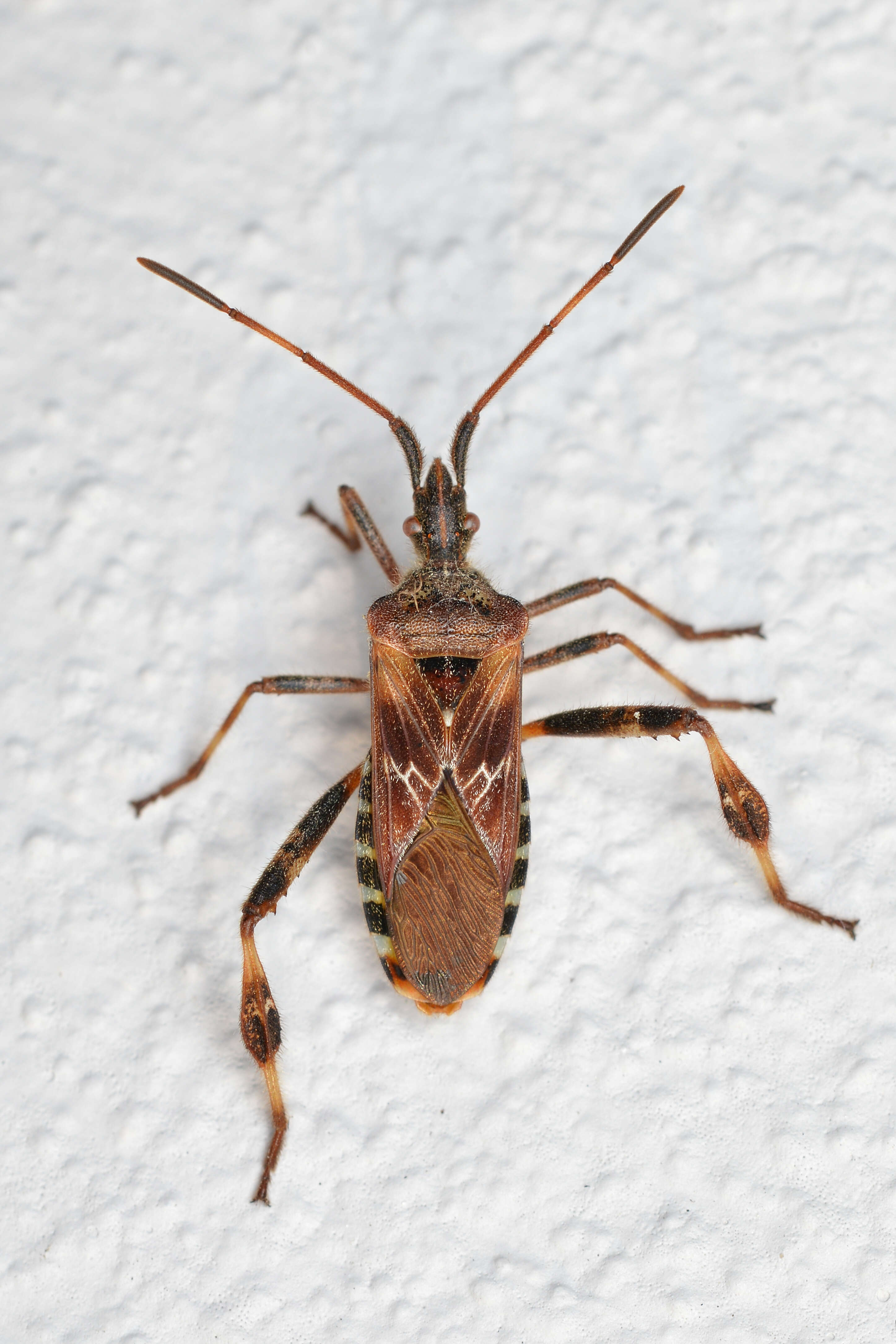 Image of Pine Seed Bug