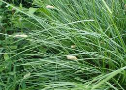 Image of Blue-green moor grass