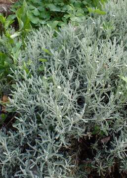 Image of lavender cotton