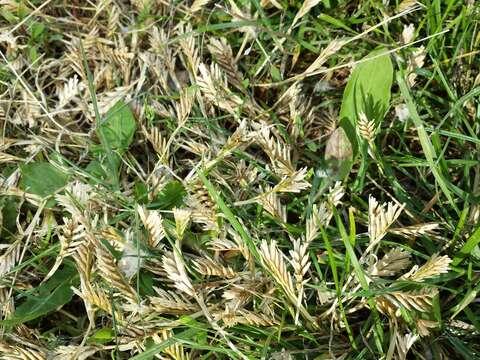 Imagem de Sclerochloa