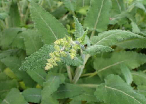 Sivun Salvia transsylvanica (Schur ex Griseb. & Schenk) Schur kuva