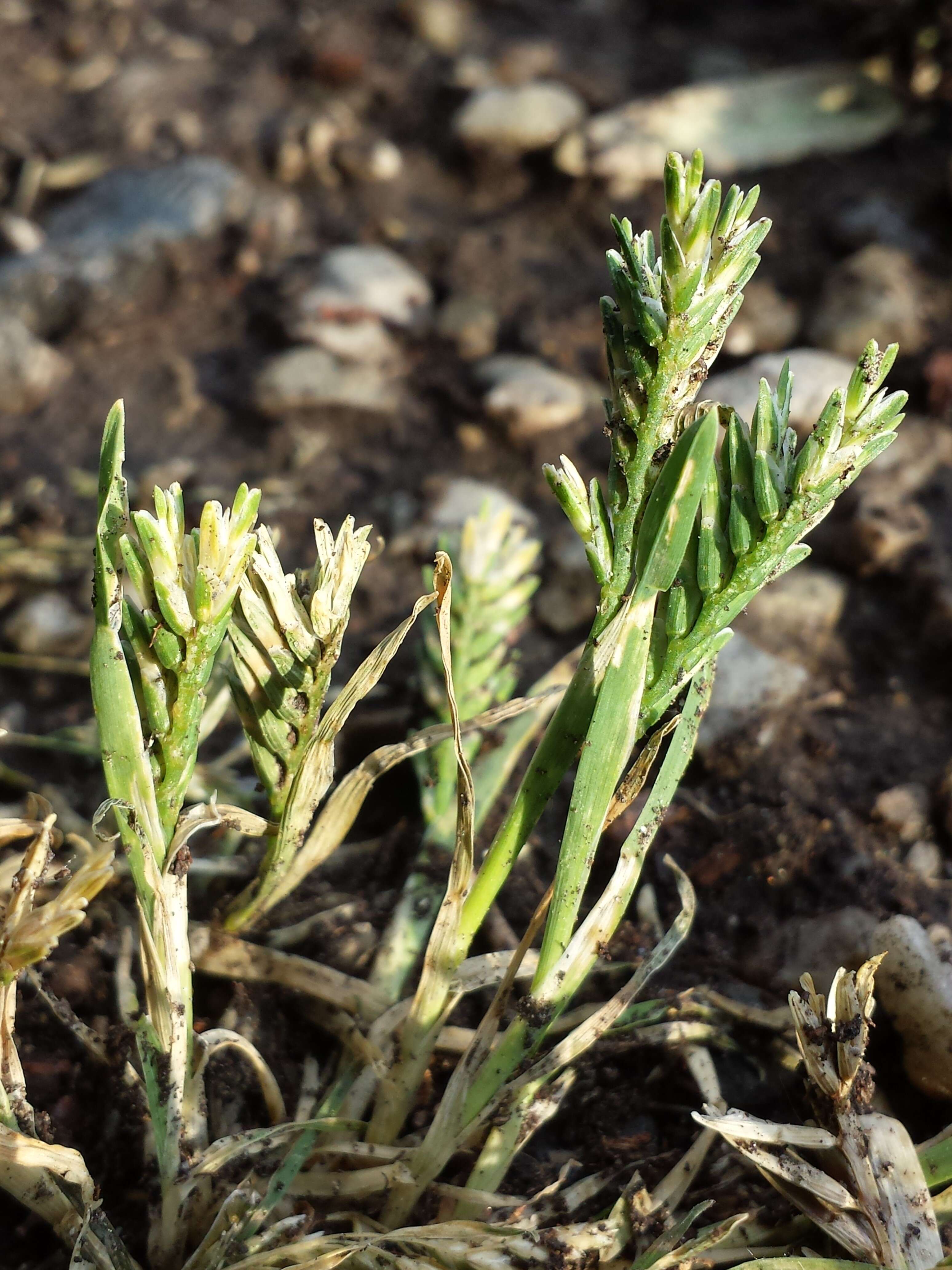 Imagem de Sclerochloa