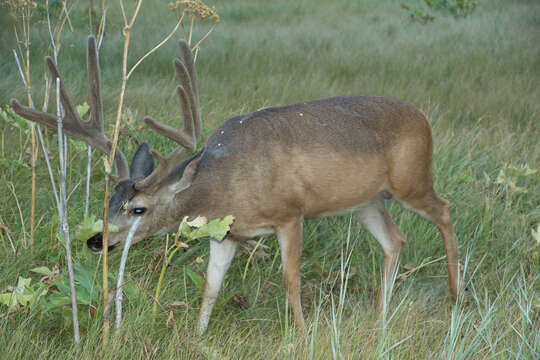 Image de Odocoileus hemionus californicus (Caton 1876)