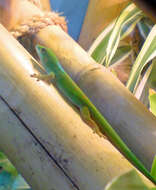 Image of Pasteur's Day Gecko