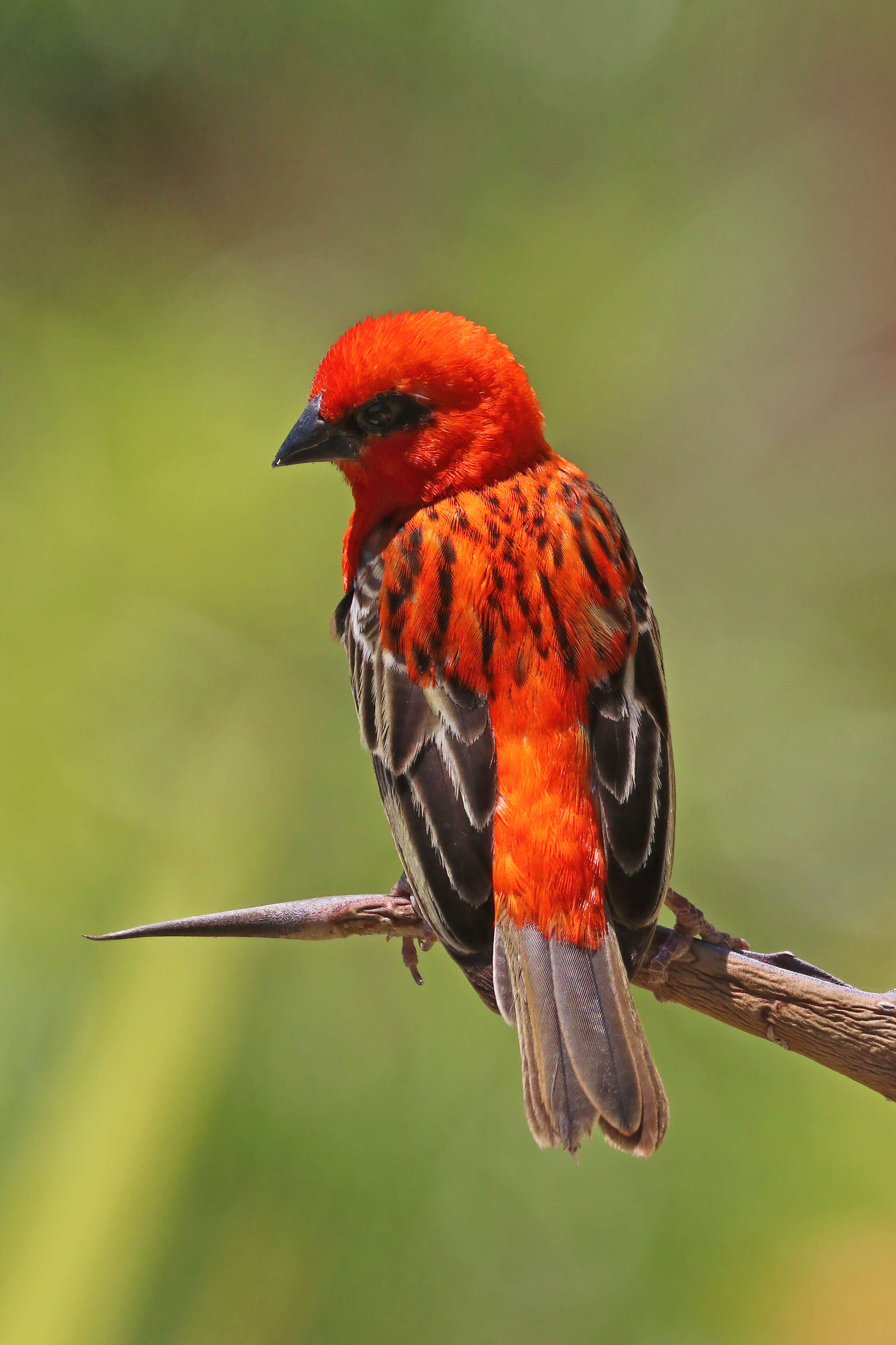 Image of Madagascar Red Fody