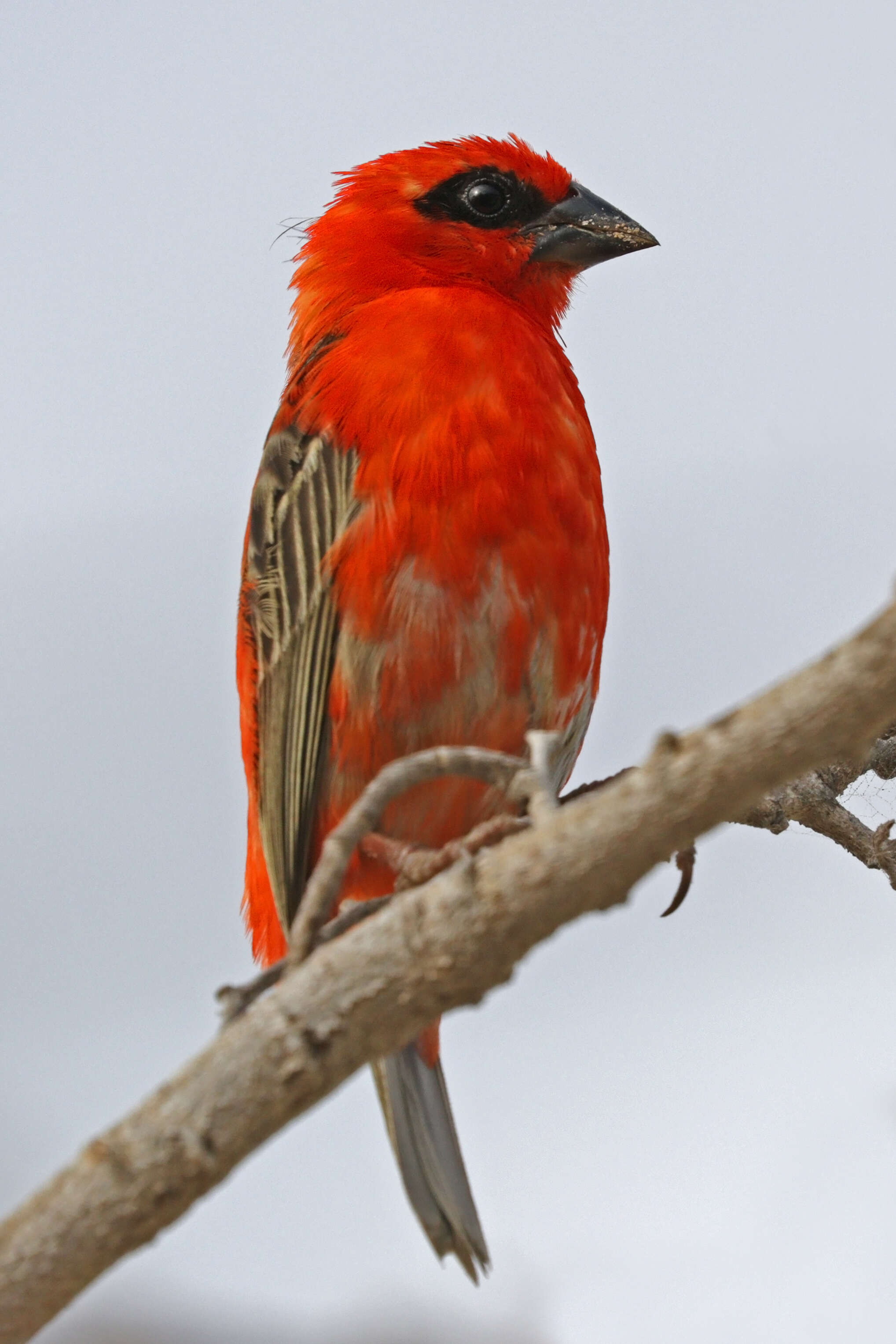 Image of Madagascar Red Fody