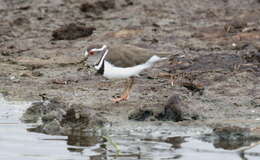 Image of African Three-banded Plover