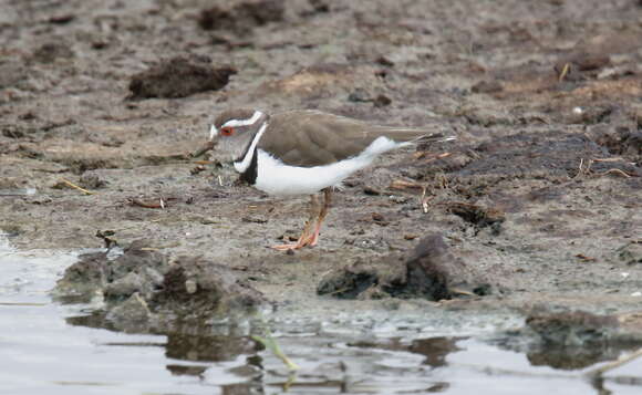 Слика од Charadrius tricollaris Vieillot 1818