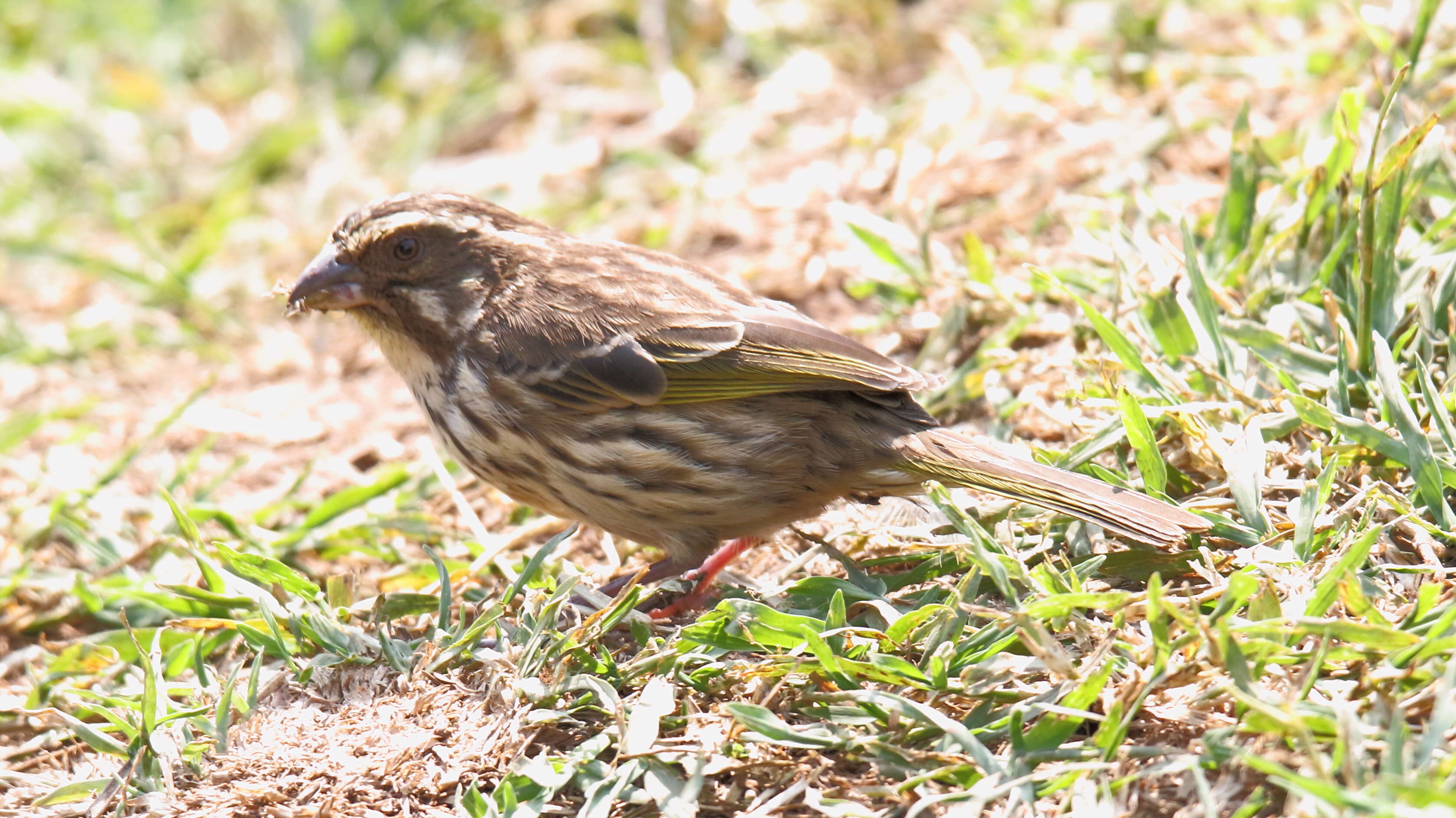 Image of Streaky Seedeater