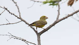 Image of Southern Grosbeak-Canary