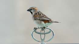 Image of Kenya Rufous-Sparrow