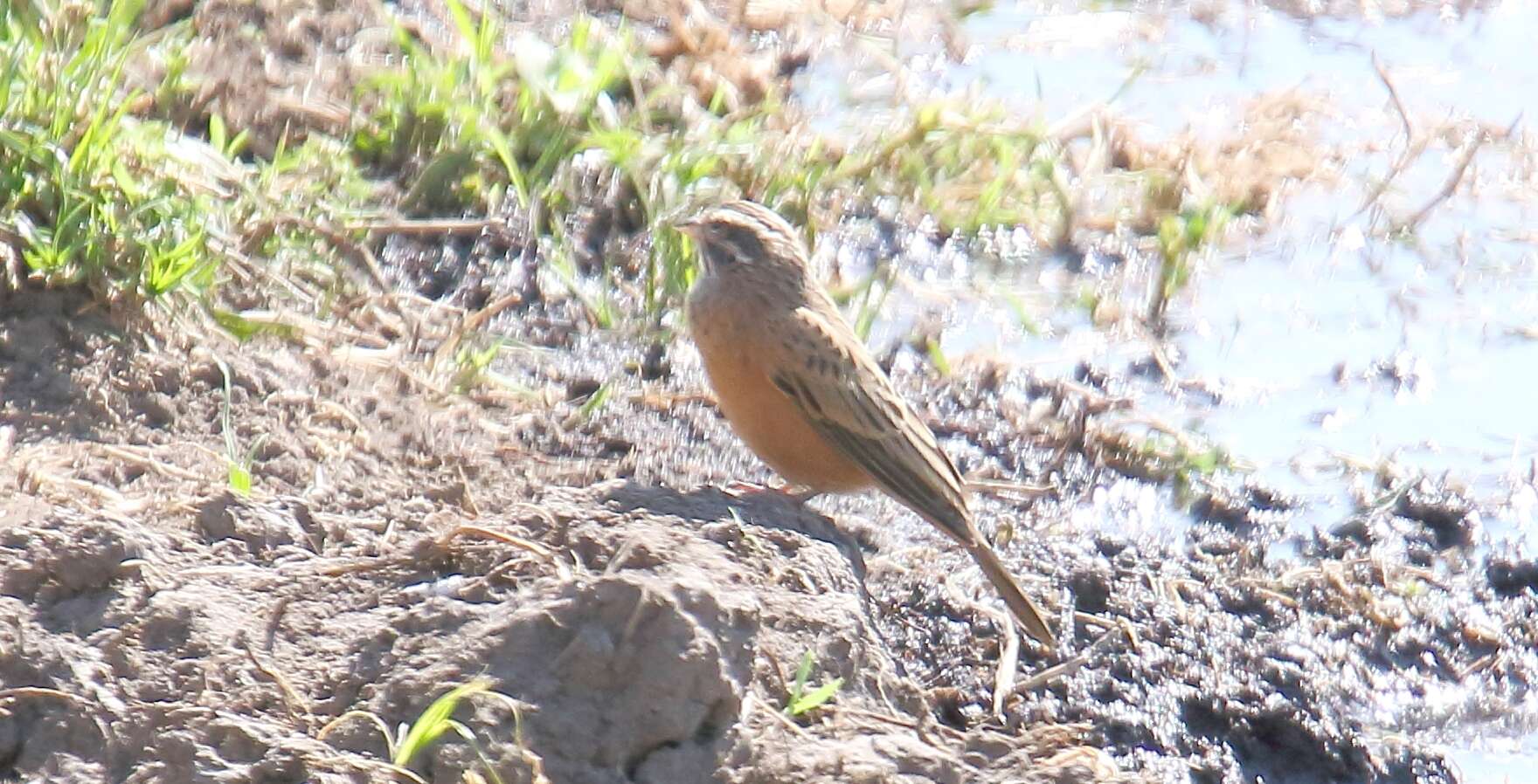 Image of Cinnamon-breasted Bunting