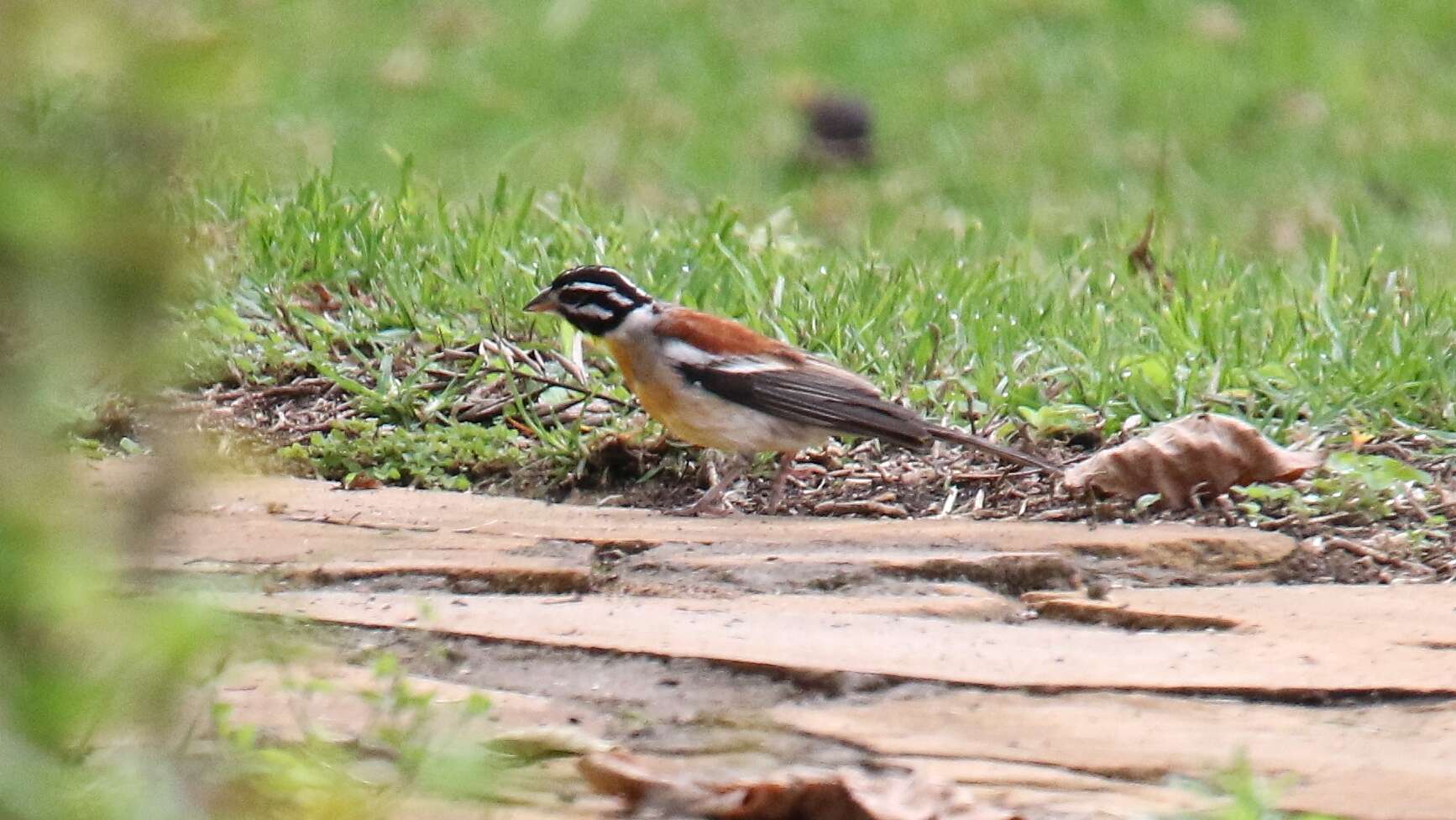 Imagem de Emberiza flaviventris Stephens 1815