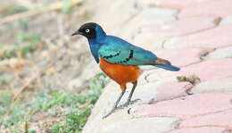 Image of Superb Starling