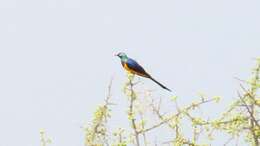 Image of Golden-breasted Starling