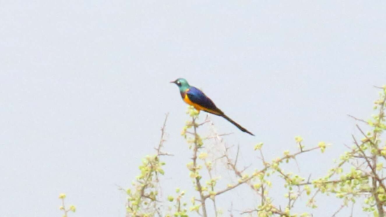 Image of Golden-breasted Starling