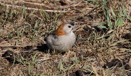 Image of Speckle-fronted Weaver