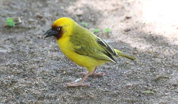 Image of Northern Brown-throated Weaver