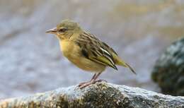 Image of Northern Brown-throated Weaver