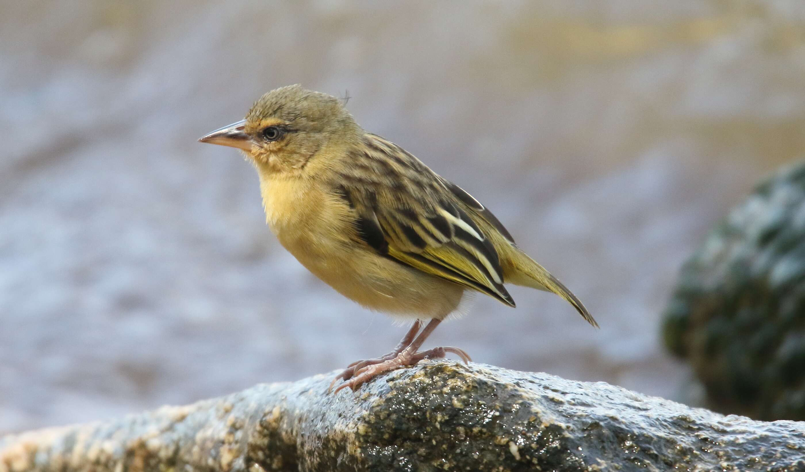 Image of Northern Brown-throated Weaver