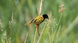 Image of Golden-backed Weaver