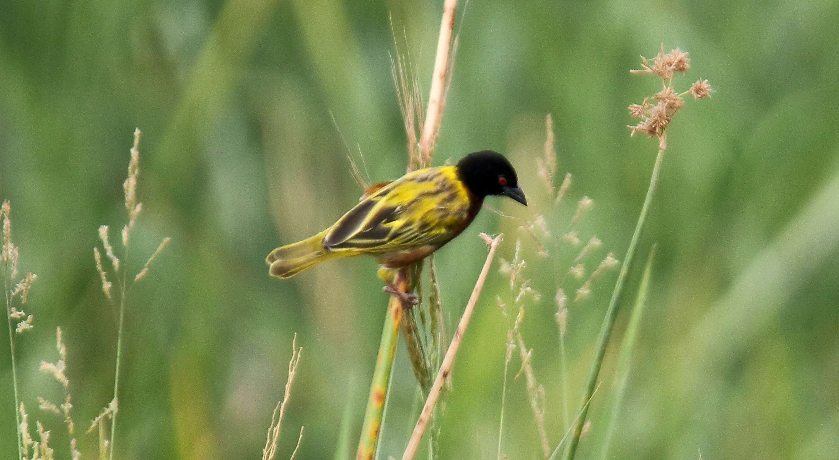 Image of Golden-backed Weaver