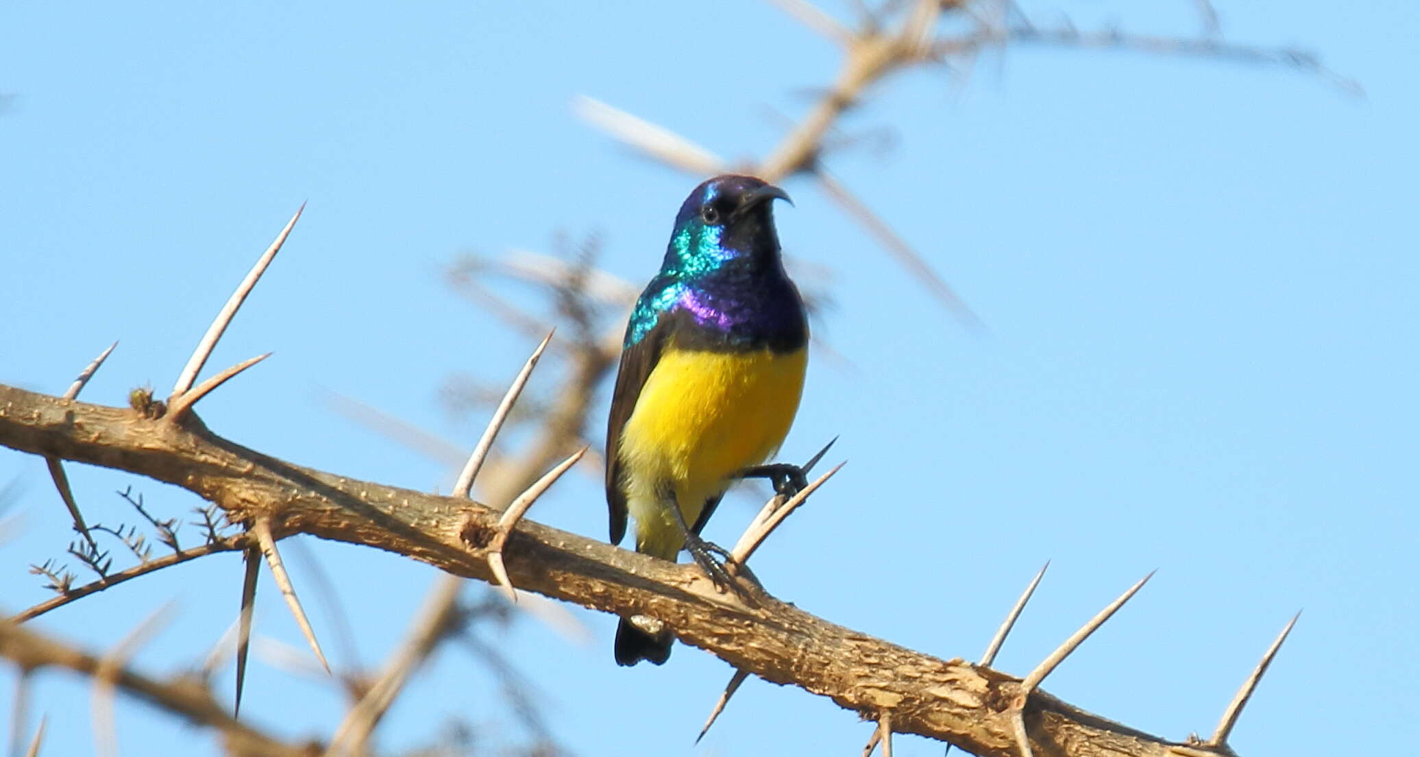 Cinnyris venustus (Shaw 1799) resmi