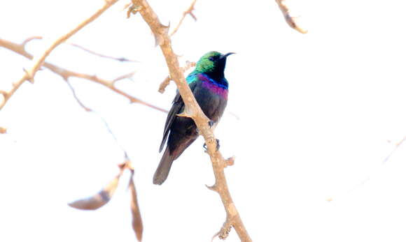 Image of Marico Sunbird