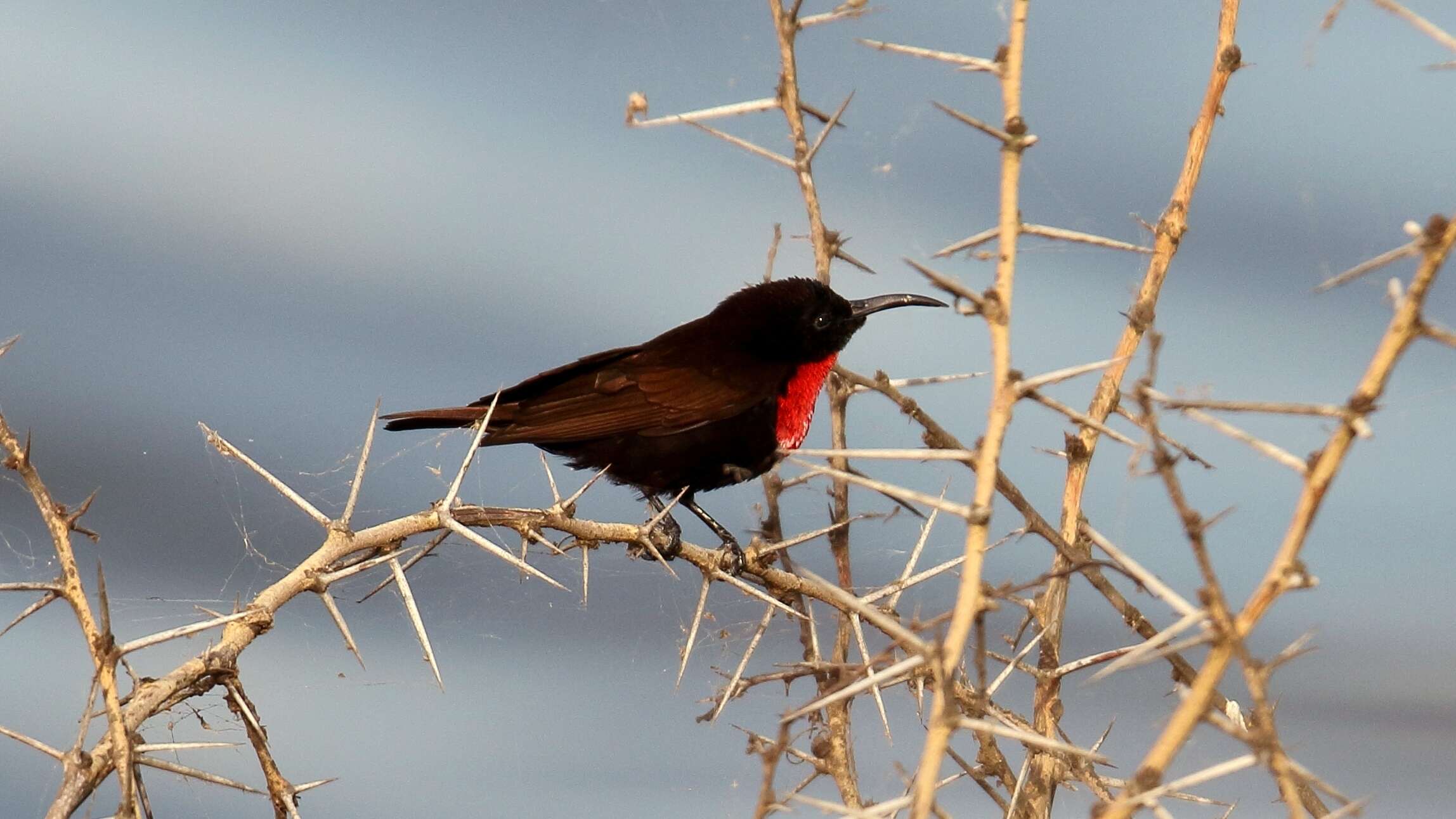 Image of Scarlet-chested Sunbird