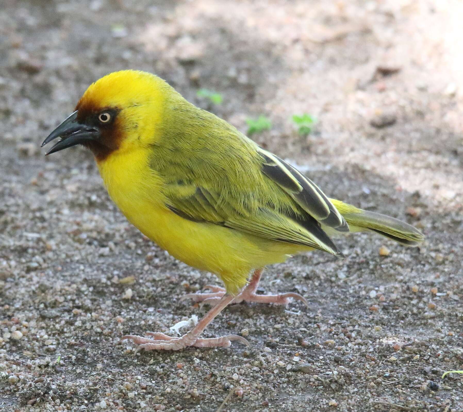 Image of Northern Brown-throated Weaver