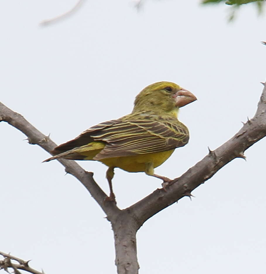 Image of Southern Grosbeak-Canary