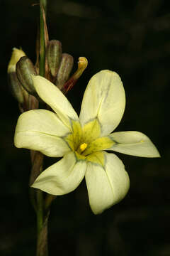 Image of Cape tulip