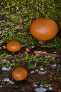 Image of Galerina marginata (Batsch) Kühner 1935