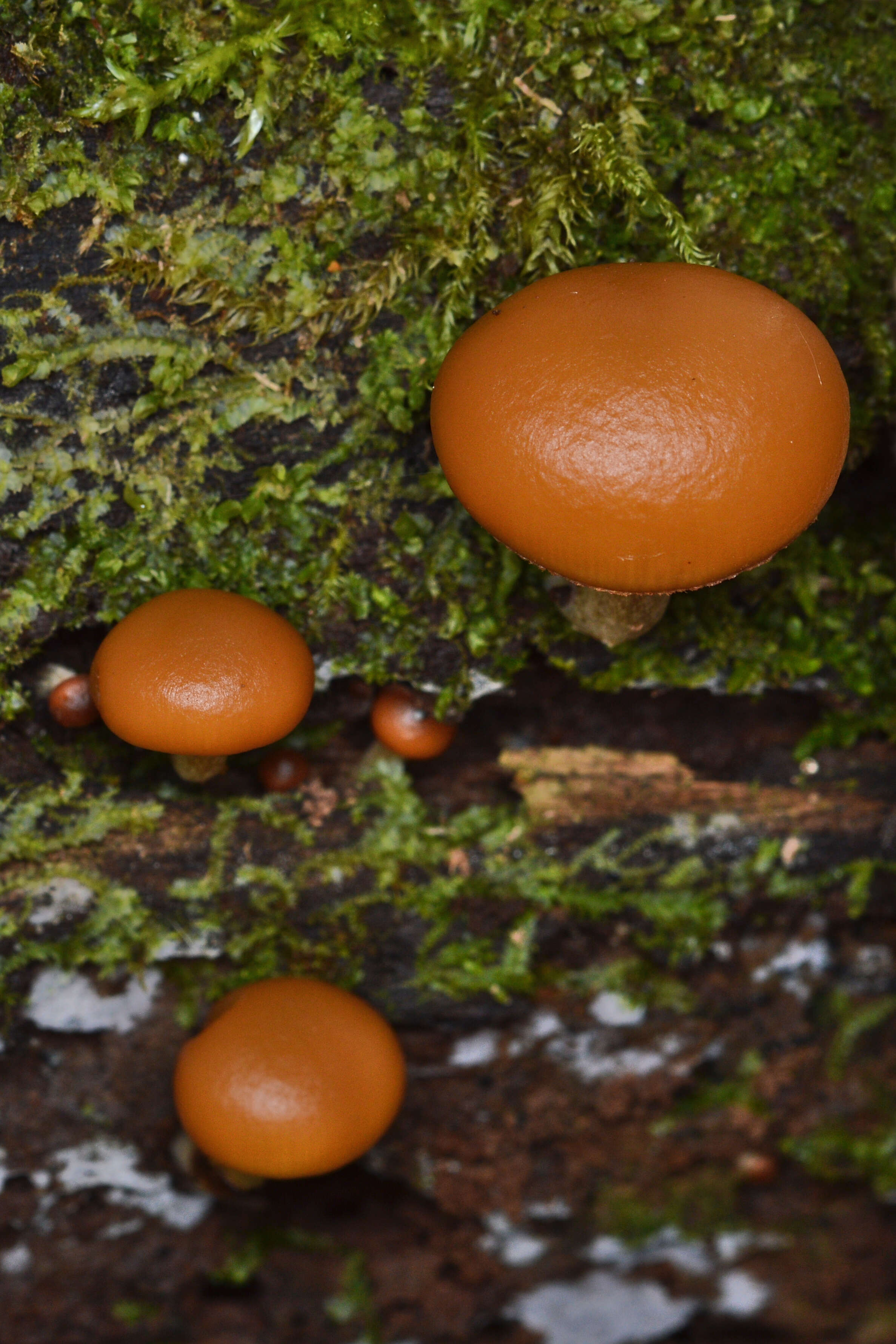 Image of Galerina marginata (Batsch) Kühner 1935